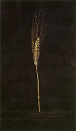One peice of wheat on  a black background