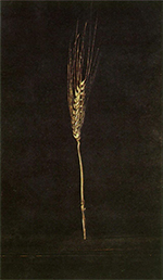One peice of wheat on a black background